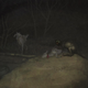 Image for article titled Cryptozoologicon Could Revolutionize the Field of Monster Studies